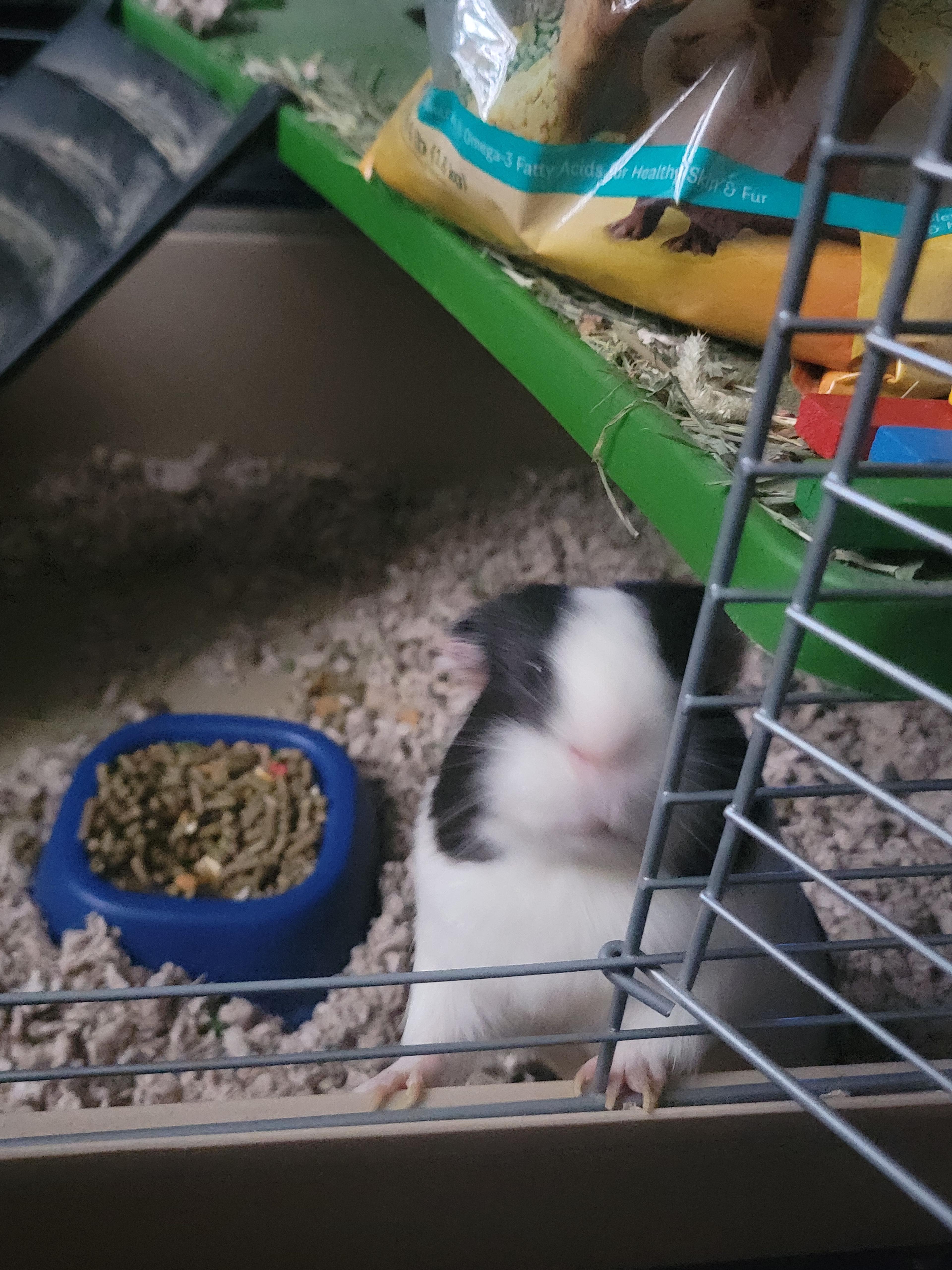 Picture of Mochi at his cage